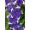 Pétunia Iluzja - azul - Petunia hyb. multiflora nana - semillas
