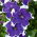 Pétunia Iluzja - azul - Petunia hyb. multiflora nana - semillas