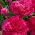 Paeonia, Bujor Felix Crouse - bulb / tuber / rădăcină