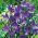 Platycodon, flor de balão - Fuji Blue; Campânula chinesa - 