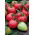 Tomate - Cuor di Bue - Lycopersicon esculentum Mill  - semillas
