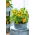 Tomato - Aztek - Bright Yellow Fruit Ideal for Pots & Patios - Fresh Seeds