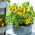 Tomato - Aztek - Bright Yellow Fruit Ideal for Pots & Patios - Fresh Seeds