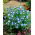 Prins gustafs öga - 500 frön - Nemophila manzies