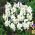 Puschkinia Libanotica Alba - paquet de 10 pièces