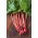 Rheum, Champagne Merah Rhubarb - umbi / umbi / akar - Rheum rhabarbarum