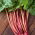 Rheum, Champagne Merah Rhubarb - umbi / umbi / akar - Rheum rhabarbarum
