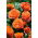 Buskros - orange - krukväxter - 