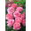 Piantina giardino multi-fiore rosa - rosa - in vaso - 