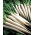 Ravanello comune - Minowase Summer Cross Nr 3 F1 - Raphanus sativus - semi
