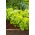 Lattuga cappuccina - Edyta Ożarowska - verde - 900 semi - Lactuca sativa L. var. capitata