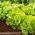 Alface manteiga - Edyta Ożarowska - verde - 900 sementes - Lactuca sativa L. var. capitata