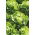 Selada Butterhead "Lento" - SEED TAPE - Lactuca sativa L. var. Capitata - biji