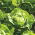 Selada Butterhead "Lento" - SEED TAPE - Lactuca sativa L. var. Capitata - biji