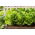 Roomalainen salaatti -  Lactuca sativa var. Romana - siemenet