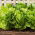 Roomalainen salaatti -  Lactuca sativa var. Romana - siemenet