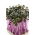 Keräkaali - punainen - Brassica oleracea,convar. capitata,var. rubra. - siemenet