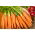 Morcov "Arleta" - soi extrem de productiv ideal pentru sucuri - 4250 de semințe - Daucus carota ssp. sativus 