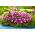 Roze Delosperma - breedbladige variëteit; ijs plant - zaden