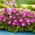 Roze Delosperma - breedbladige variëteit; ijs plant - zaden