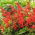 Salvia escarlata - Czardasz - Salvia splendens - semillas