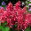 Sage merah "Markiza"; bijak tropis - Salvia splendens - biji