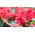 Sage merah "Markiza"; bijak tropis - Salvia splendens - biji