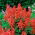 Scarlet sage "Ramona"; tropical sage