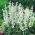 Salvia farinacea - White Bedder - magok