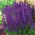 Stäppsalvia - Salvia nemorosa - frön
