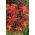 Amaranto - Molten Fire - 459 sementes - Amaranthus melancholicus
