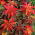 Amaranto - Molten Fire - 459 sementes - Amaranthus melancholicus