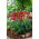 Tulipa Eye Catcher - Tulip Eye Catcher - 5 bulbs