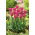 Tulipaner Rose - pakke med 5 stk - Tulipa Rose