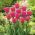 郁金香玫瑰 - 郁金香玫瑰 -  5个洋葱 - Tulipa Rose