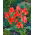 Tulipa Toronto - Tulip Toronto - 5 bulbs