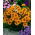 Ursinia anthemoides - 144 semi