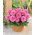 Dahlia Gallery Renoir