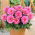 Dahlia Gallery Renoir