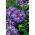 Kerti vervein, verbena - kék, fehér folt - 120 mag - Verbena x hybrida - magok