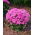 Leverbalsam - Pink Ball - 2160 frön - Ageratum houstonianum