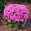 Leverbalsam - Pink Ball - 2160 frön - Ageratum houstonianum