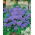 Ageratum houstonianum - 2025 zaden - Tetra Blue Mink