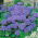 Ageratum houstonianum - 2025 zaden - Tetra Blue Mink