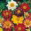 Dahlia - Collarette Dandy - Mixed - Dahlia pinnata - Perfect for Planters, Beds, and Borders - Fresh Seeds