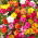 Wunderblume - Mischung - Mirabilis jalapa - Reicher Duft, ideal für Sommernächte - Samen