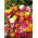 Wunderblume - Mischung - Mirabilis jalapa - Reicher Duft, ideal für Sommernächte - Samen