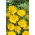 Arabische Ringelblume - Cladanthus arabicus - Goldgelbe Blüten mit süßem Duft - Samen