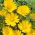 Arabische Ringelblume - Cladanthus arabicus - Goldgelbe Blüten mit süßem Duft - Samen