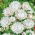Strawflower - White - Helichrysum bracteatum - Elegant White, Perfect for Dried Use - Fresh Seeds
